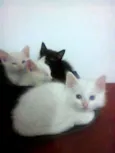 Filhotes de gata