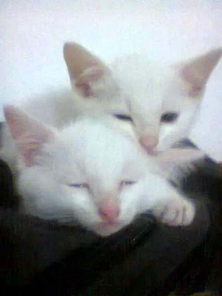 Gato ra a - idade Abaixo de 2 meses nome Filhotes de gata