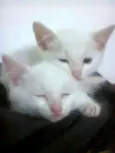 Filhotes de gata