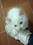 Filhotes de gata