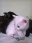 Filhotes de gata