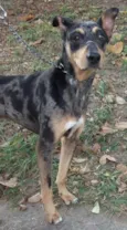Beto