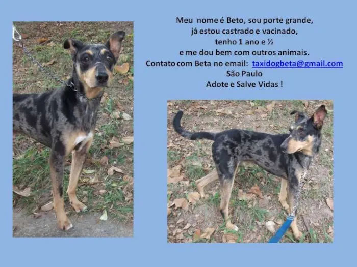 Cachorro raça SRD idade 1 ano nome Beto