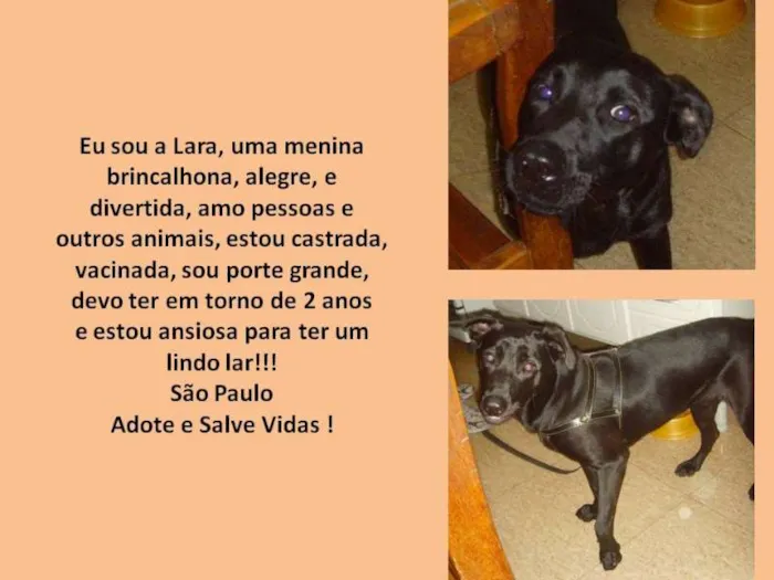 Cachorro raça SRD idade 2 anos nome Lara