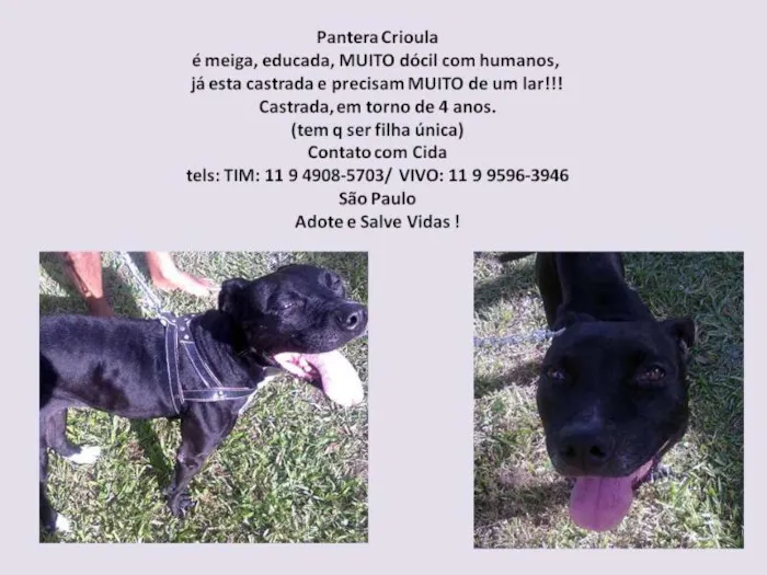 Cachorro raça Pit-Bull idade 4 anos nome Pantera Crioula