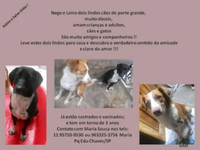 Cachorro raça SRD idade 3 anos nome Nego e Loiro