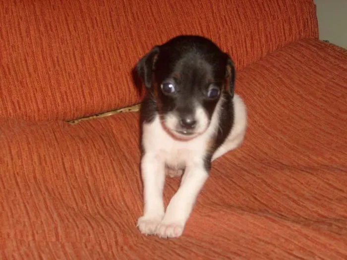Cachorro ra a SRD idade 2 a 6 meses nome Leah
