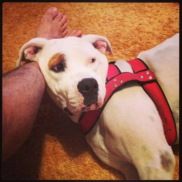 Cachorro ra a Boxer idade 2 anos nome Pirata