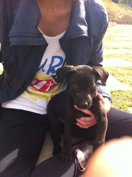 Cachorro ra a SRD idade 2 a 6 meses nome Dia e Tadeu