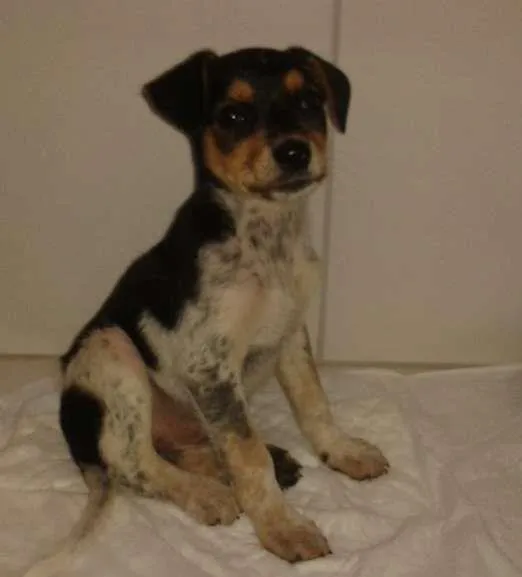 Cachorro ra a SRD idade 2 a 6 meses nome Dia e Tadeu