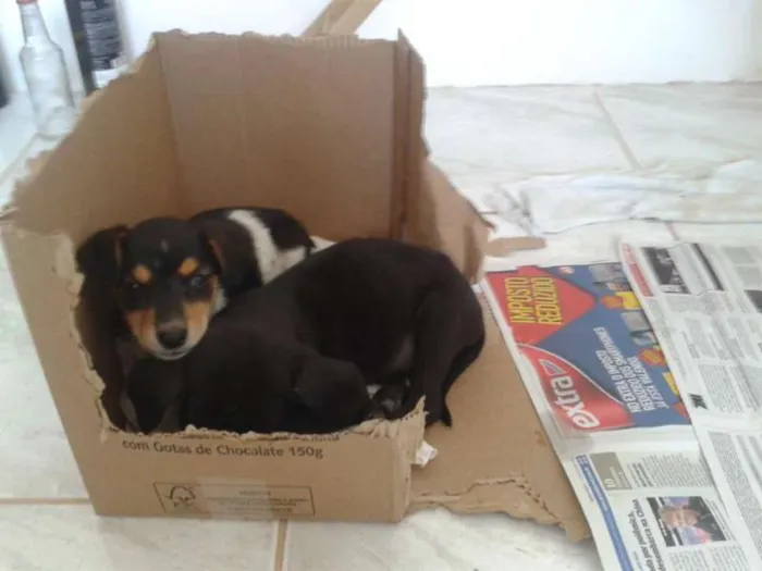 Cachorro ra a SRD idade 2 a 6 meses nome Dia e Tadeu