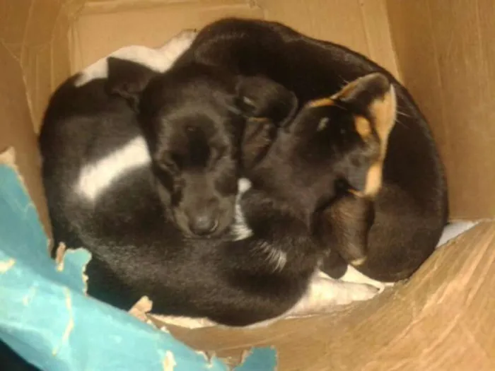 Cachorro ra a SRD idade 2 a 6 meses nome Dia e Tadeu