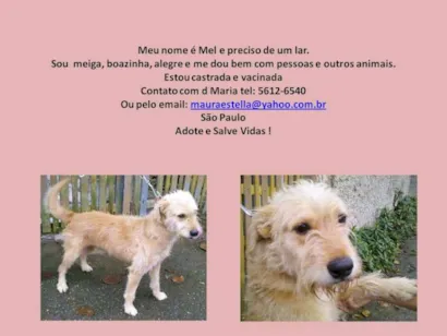 Cachorro raça SRD idade 2 anos nome Mel