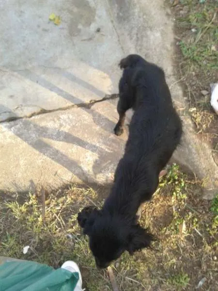 Cachorro ra a SRD idade 1 ano nome Sem nome