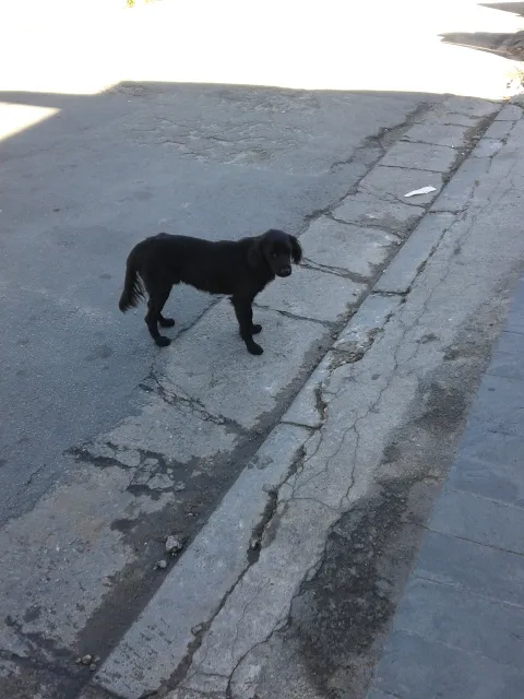 Cachorro ra a SRD idade 1 ano nome Sem nome