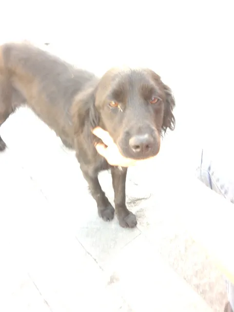 Cachorro ra a SRD idade 1 ano nome Sem nome