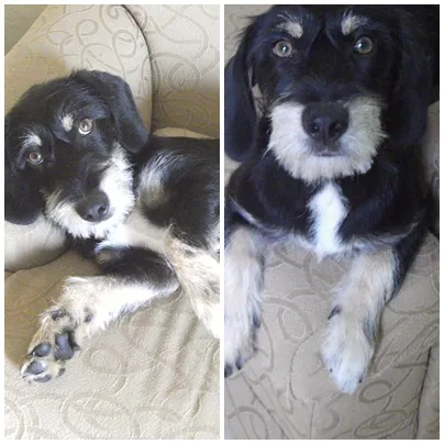 Cachorro ra a SRD idade 3 anos nome Babi