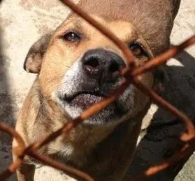 Cachorro ra a SRD idade 4 anos nome VITÓRIO