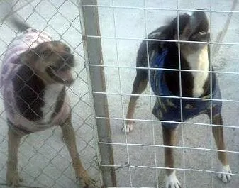 Cachorro ra a SRD idade 4 anos nome MONETTI - IRMÃ LUA