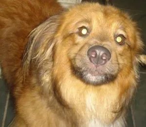 Cachorro raça Vira lata idade 4 anos nome Burzum