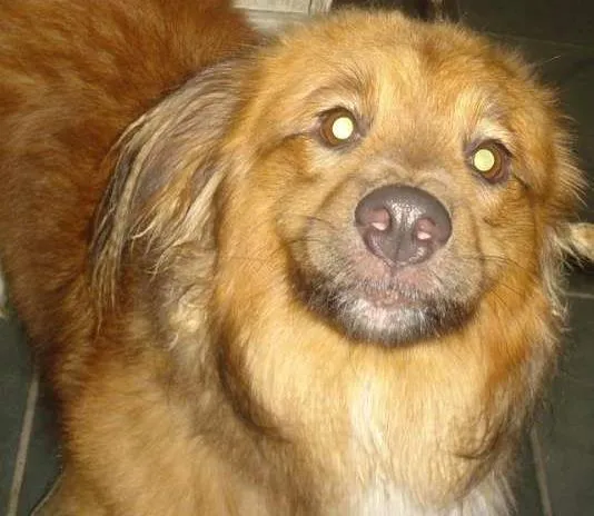 Cachorro ra a Vira lata idade 4 anos nome Burzum