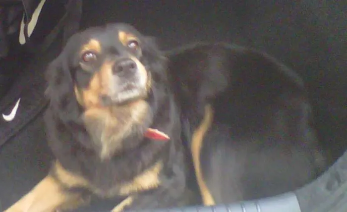 Cachorro ra a Pastor Australiano idade 3 anos nome MORENA (LINDA, AMOR
