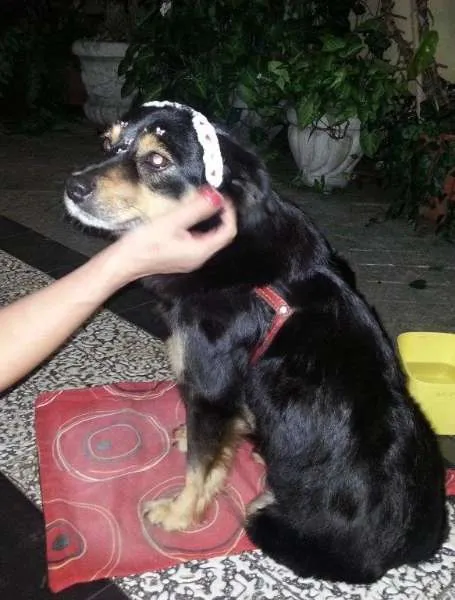 Cachorro ra a Pastor Australiano idade 3 anos nome MORENA (LINDA, AMOR