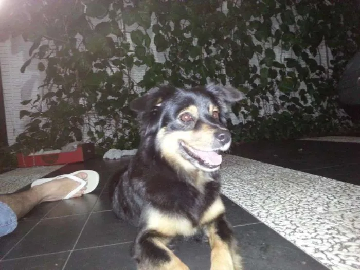 Cachorro ra a Pastor Australiano idade 3 anos nome MORENA (LINDA, AMOR
