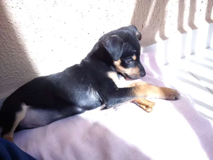 Cachorro ra a Indefinida idade 2 a 6 meses nome MegaByte