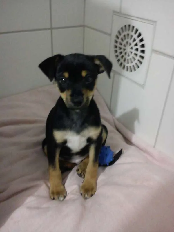Cachorro ra a Indefinida idade 2 a 6 meses nome MegaByte