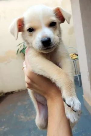 Cachorro raça Indefinida idade Abaixo de 2 meses nome Timóteo