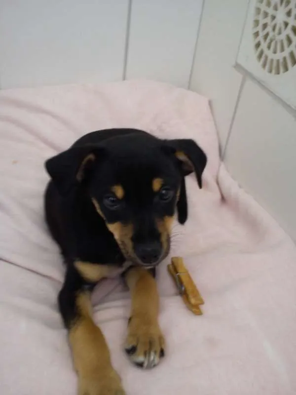 Cachorro ra a SRD idade 2 a 6 meses nome MegaByte