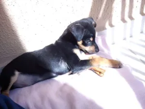 Cachorro raça SRD idade 2 a 6 meses nome MegaByte