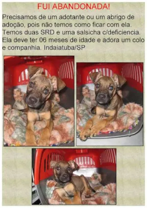 Cachorro raça SRD idade 2 a 6 meses nome Filhote
