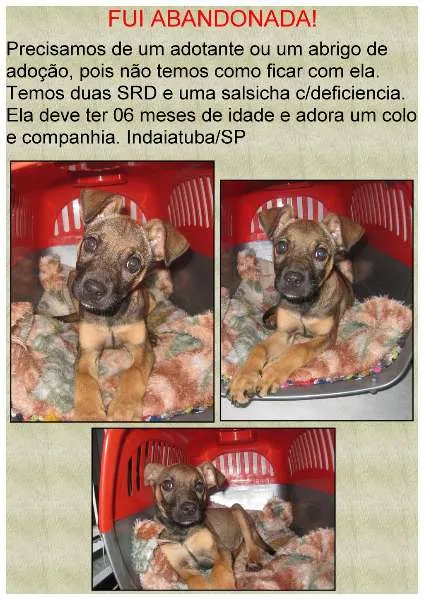 Cachorro ra a SRD idade 2 a 6 meses nome Filhote