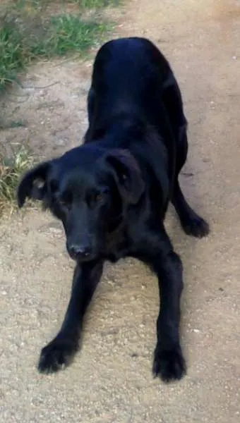 Cachorro ra a Labrador idade 7 a 11 meses nome URSO