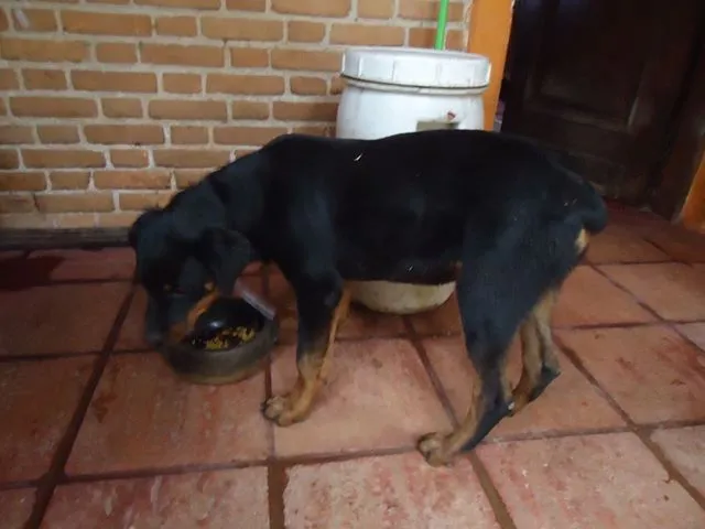 Cachorro ra a Rottweiler idade 2 a 6 meses nome Blanca GRATIFICA