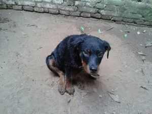 Cachorro raça Rottweiler idade 2 a 6 meses nome Blanca GRATIFICA