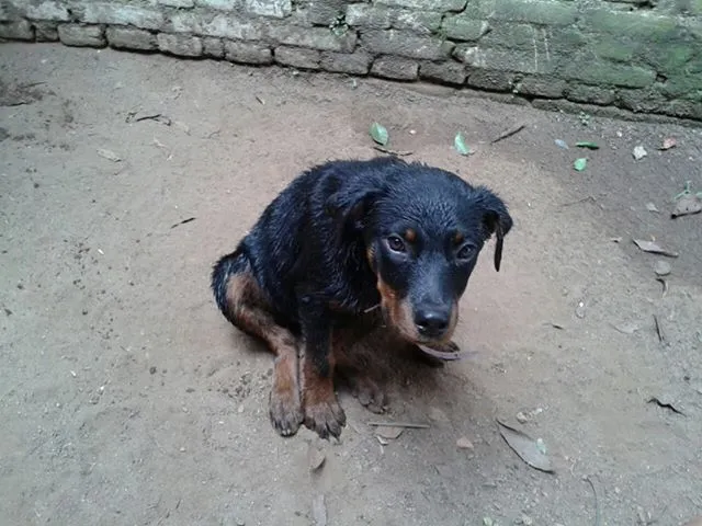 Cachorro ra a Rottweiler idade 2 a 6 meses nome Blanca GRATIFICA