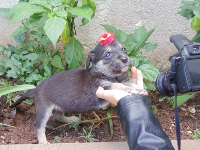 Cachorro ra a SRD idade Abaixo de 2 meses nome Filhotes