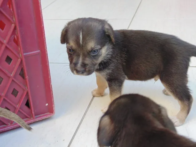 Cachorro ra a SRD idade Abaixo de 2 meses nome Filhotes