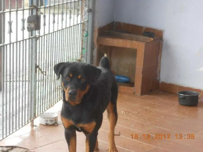 Cachorro ra a Rottweiler idade 2 anos nome garu