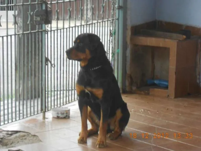 Cachorro ra a Rottweiler idade 2 anos nome garu