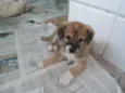 Simba