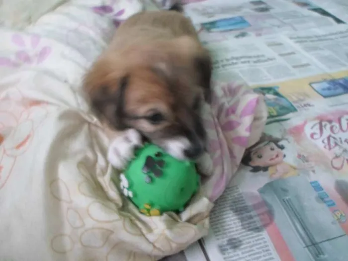 Cachorro ra a SRD idade Abaixo de 2 meses nome Simba