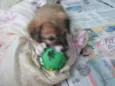 Simba