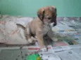 Simba