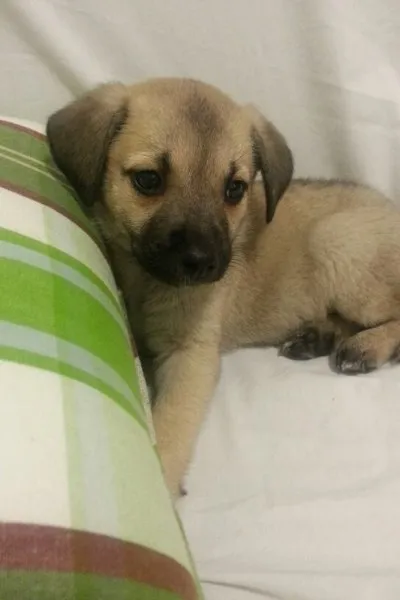 Cachorro ra a Rnd idade 2 a 6 meses nome Lola
