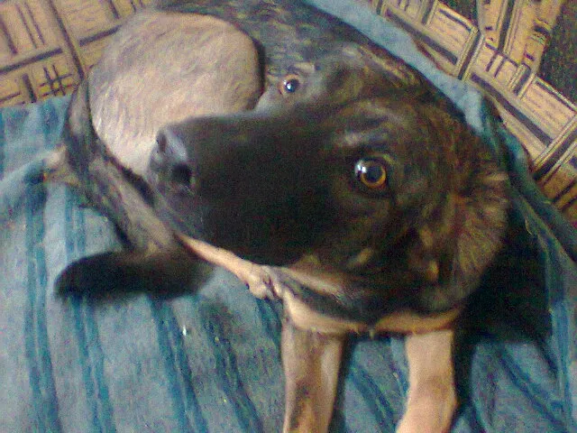 Cachorro ra a Terrier Brasileiro idade 2 a 6 meses nome Luna