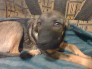 Cachorro raça Terrier Brasileiro idade 2 a 6 meses nome Luna